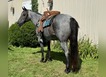 Caballo cuarto de milla, Yegua, 14 años, Ruano azulado