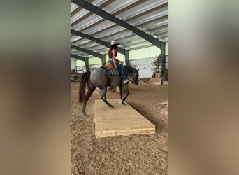 Caballo cuarto de milla, Yegua, 14 años, Ruano azulado