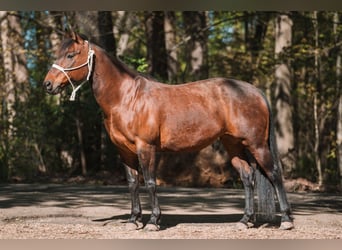 Caballo cuarto de milla, Yegua, 15 años, 142 cm, Castaño rojizo