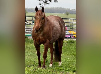 Caballo cuarto de milla, Yegua, 15 años, 143 cm, Ruano alazán