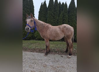 Caballo cuarto de milla, Yegua, 15 años, 147 cm, Ruano alazán