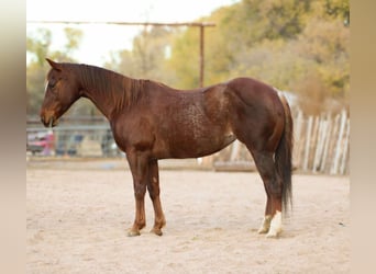 Caballo cuarto de milla, Yegua, 15 años, 147 cm, Ruano alazán