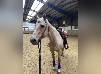 Caballo cuarto de milla, Yegua, 15 años, 148 cm, Palomino