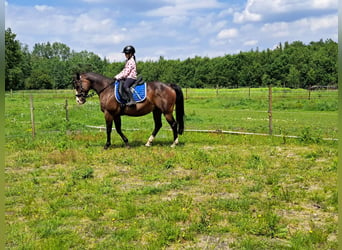 Caballo cuarto de milla, Yegua, 15 años, 150 cm, Castaño