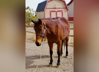 Caballo cuarto de milla, Yegua, 15 años, 150 cm, Castaño rojizo