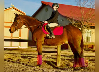 Caballo cuarto de milla, Yegua, 15 años, 150 cm, Castaño rojizo