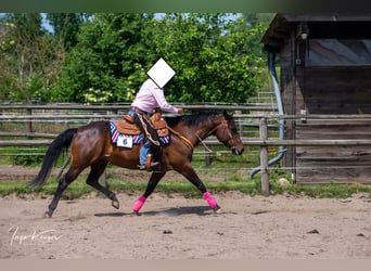 Caballo cuarto de milla, Yegua, 15 años, 151 cm, Castaño