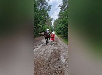 Caballo cuarto de milla, Yegua, 15 años, 151 cm, Castaño