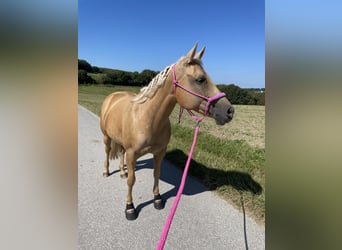 Caballo cuarto de milla, Yegua, 15 años, 151 cm, Palomino