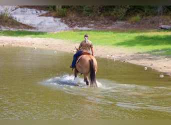 Caballo cuarto de milla, Yegua, 15 años, 152 cm, Bayo