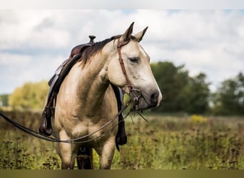 Caballo cuarto de milla, Yegua, 15 años, 152 cm, Buckskin/Bayo