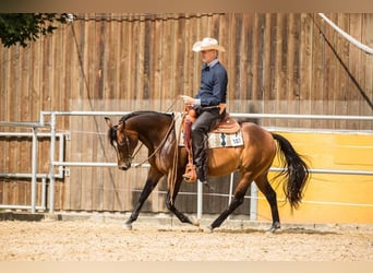 Caballo cuarto de milla, Yegua, 15 años, 152 cm, Castaño oscuro