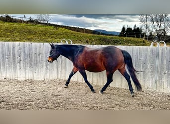 Caballo cuarto de milla, Yegua, 15 años, 152 cm, Castaño oscuro