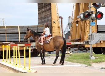 Caballo cuarto de milla, Yegua, 15 años, 152 cm, Castaño rojizo