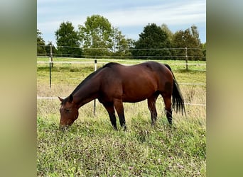 Caballo cuarto de milla, Yegua, 15 años, 153 cm, Castaño