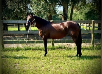 Caballo cuarto de milla, Yegua, 15 años, 155 cm, Castaño rojizo