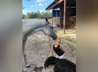 Caballo cuarto de milla, Yegua, 15 años, 155 cm, Tordo
