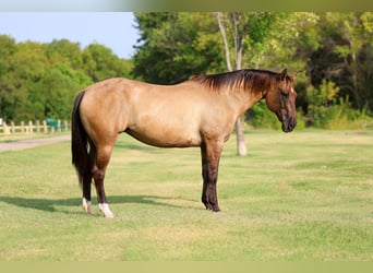 Caballo cuarto de milla, Yegua, 15 años, Bayo