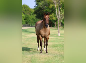 Caballo cuarto de milla, Yegua, 15 años, Bayo