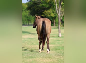 Caballo cuarto de milla, Yegua, 15 años, Bayo