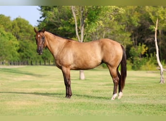 Caballo cuarto de milla, Yegua, 15 años, Bayo