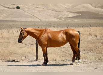 Caballo cuarto de milla, Yegua, 15 años, Buckskin/Bayo