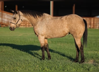Caballo cuarto de milla, Yegua, 15 años, Buckskin/Bayo