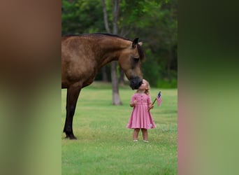 Caballo cuarto de milla, Yegua, 15 años, Buckskin/Bayo