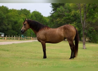 Caballo cuarto de milla, Yegua, 15 años, Buckskin/Bayo