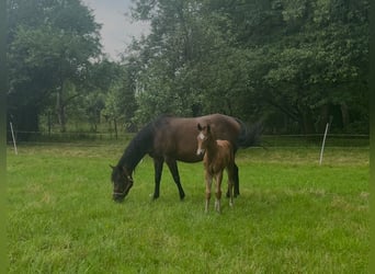 Caballo cuarto de milla, Yegua, 15 años, Castaño