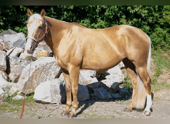 Caballo cuarto de milla, Yegua, 15 años, Palomino