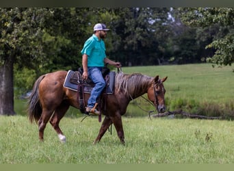 Caballo cuarto de milla, Yegua, 15 años, Ruano alazán