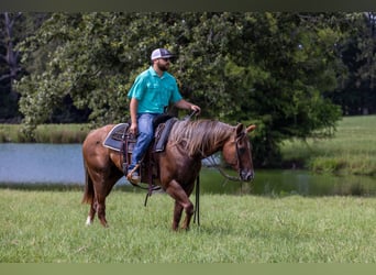 Caballo cuarto de milla, Yegua, 15 años, Ruano alazán