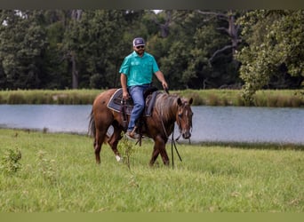 Caballo cuarto de milla, Yegua, 15 años, Ruano alazán