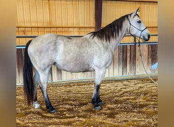 Caballo cuarto de milla, Yegua, 16 años, 145 cm, Buckskin/Bayo