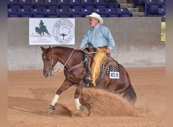 Caballo cuarto de milla, Yegua, 16 años, 147 cm, Alazán-tostado