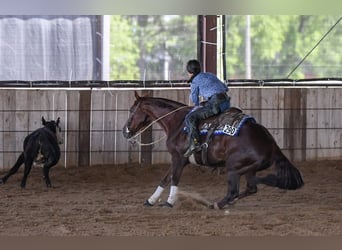 Caballo cuarto de milla, Yegua, 16 años, 147 cm, Alazán-tostado