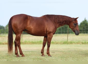 Caballo cuarto de milla, Yegua, 16 años, 147 cm, Alazán-tostado
