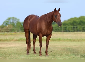 Caballo cuarto de milla, Yegua, 16 años, 147 cm, Alazán-tostado