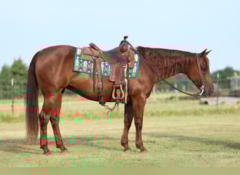 Caballo cuarto de milla, Yegua, 16 años, 147 cm, Alazán-tostado