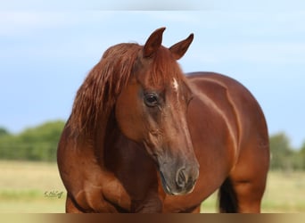 Caballo cuarto de milla, Yegua, 16 años, 147 cm, Alazán-tostado