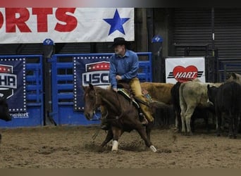 Caballo cuarto de milla, Yegua, 16 años, 147 cm, Alazán-tostado