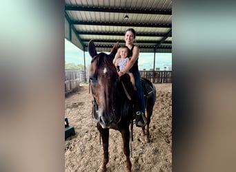 Caballo cuarto de milla, Yegua, 16 años, 147 cm, Alazán-tostado