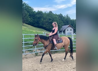 Caballo cuarto de milla, Yegua, 16 años, 147 cm, Buckskin/Bayo