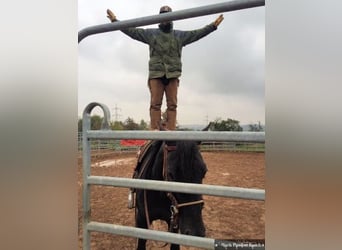 Caballo cuarto de milla, Yegua, 16 años, 150 cm, Morcillo