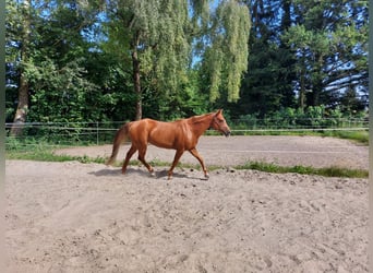 Caballo cuarto de milla, Yegua, 16 años, 152 cm, Alazán