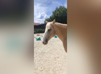 Caballo cuarto de milla Mestizo, Yegua, 16 años, 152 cm, Palomino