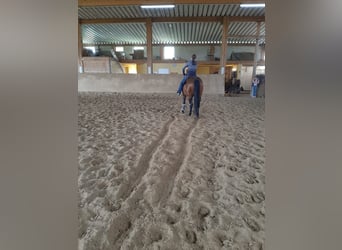 Caballo cuarto de milla, Yegua, 16 años, 155 cm, Castaño