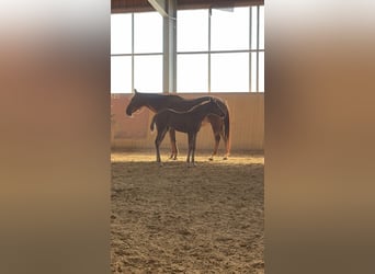 Caballo cuarto de milla, Yegua, 16 años, Alazán