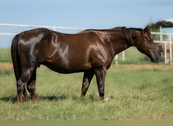 Caballo cuarto de milla, Yegua, 16 años, Alazán-tostado